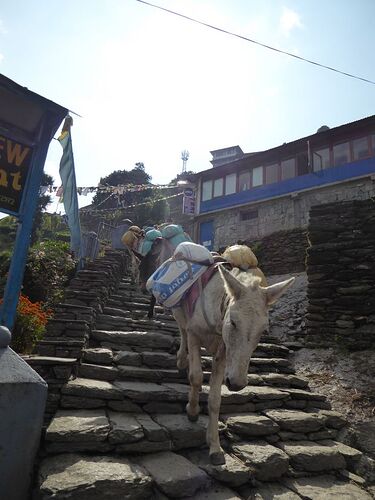 Vers le camp de base de l'Annapurna ! - fab_lio