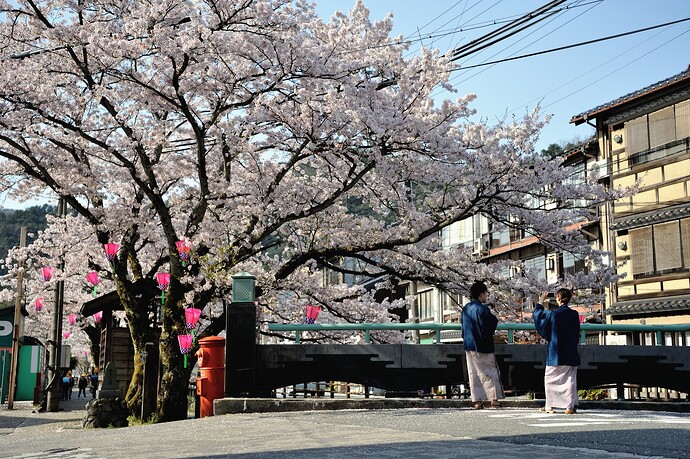Cerisiers à Kinosaki