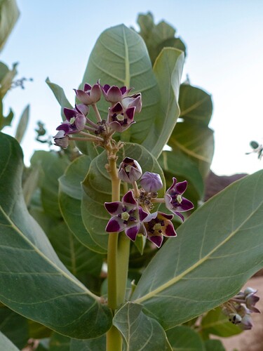 Oued Arrikine, fleurs de calotropis