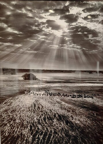 Salgado 06