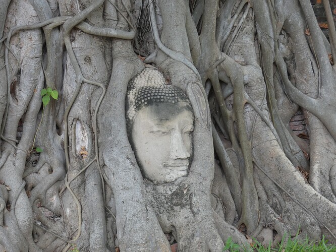 Tête de Bouddha dans l'arbre de la Bodhi