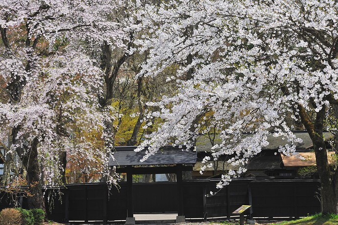 03角館武家屋敷の桜