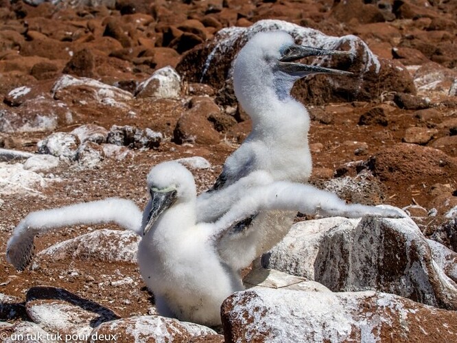 12 jours aux Îles Galápagos en autonomie, c'est vraiment merveilleux! - un-tuk-tuk-pour-deux