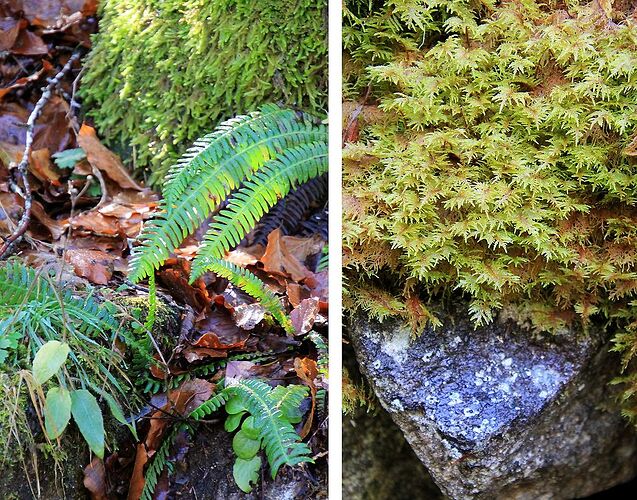 Dans les Hautes Pyrénées, teintes d'automne et blancheur hivernale - jem