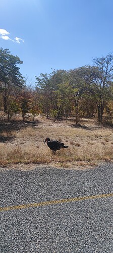 IMG_20240517_130224