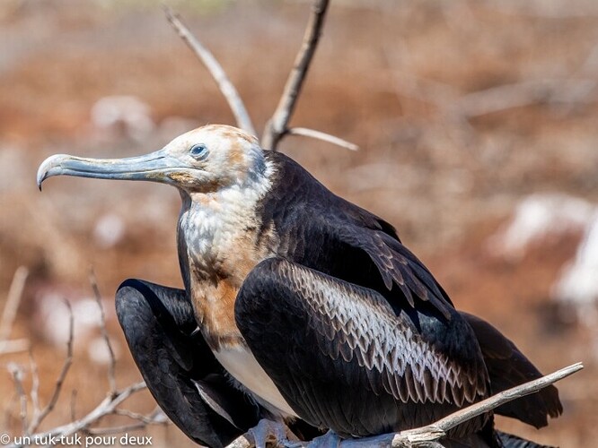 12 jours aux Îles Galápagos en autonomie, c'est vraiment merveilleux! - un-tuk-tuk-pour-deux