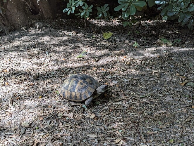 PXL_20250727_074708490_1