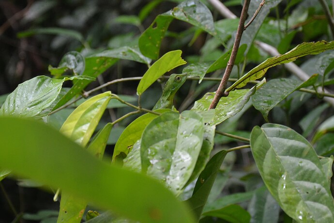 lizard