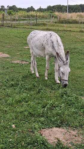 IMG-20250815-WA0008