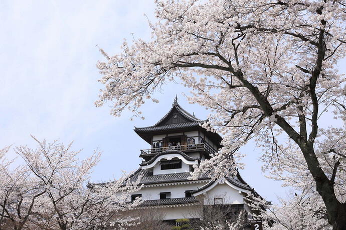 犬山城と桜