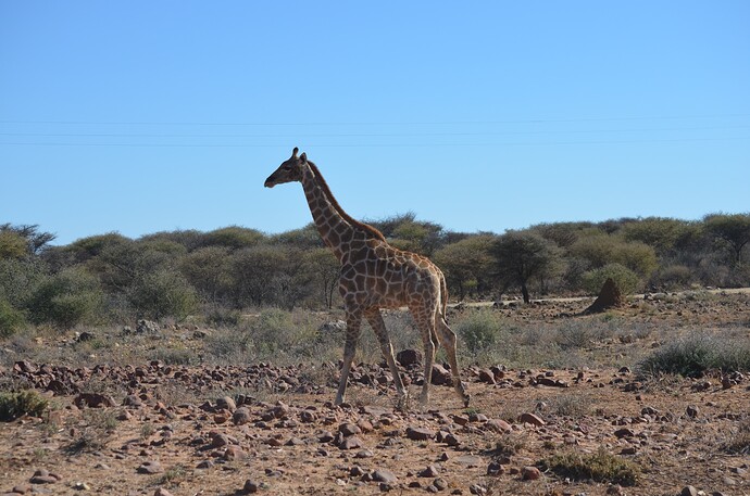 namibie (689)