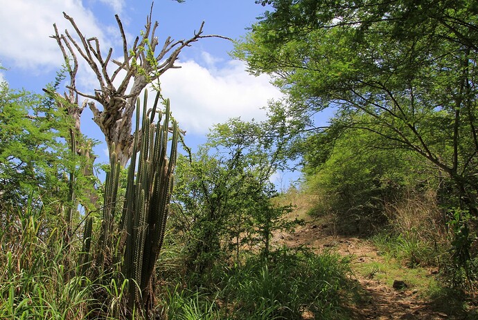 Sur le sentier vers l'Anse Heureuse