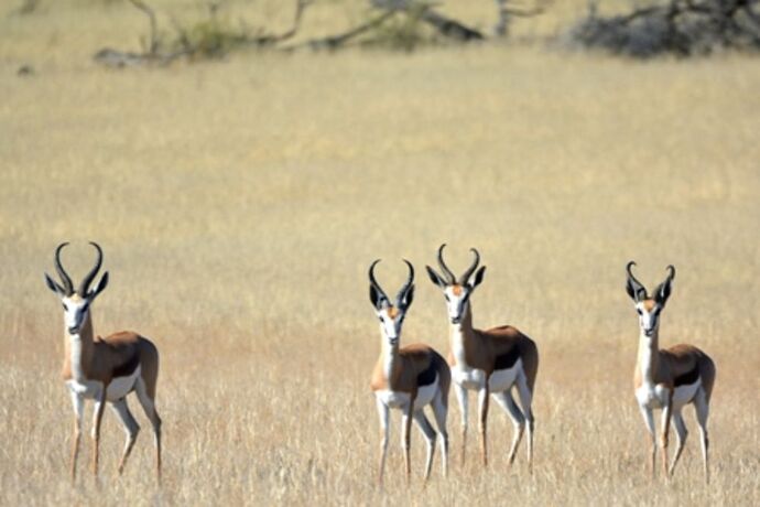 safari dans le Kgalagadi transfrontier park et le kruger national park - marsouin59