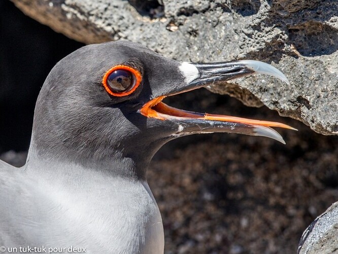 12 jours aux Îles Galápagos en autonomie, c'est vraiment merveilleux! - un-tuk-tuk-pour-deux