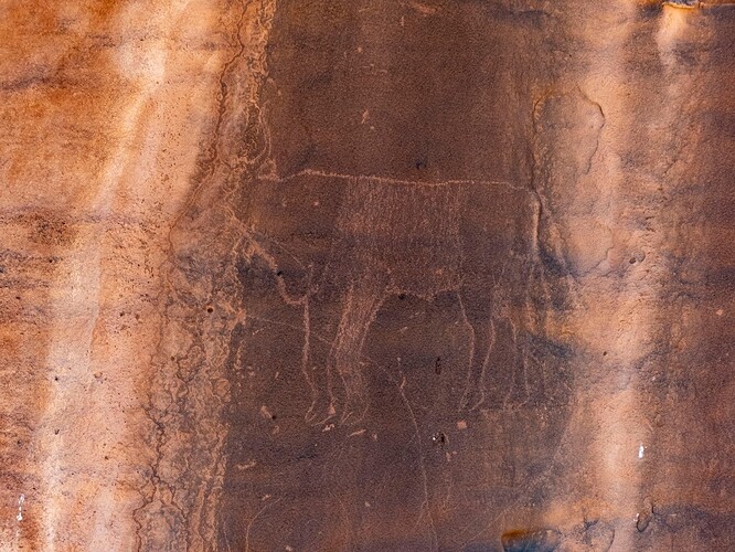 Gravures rupestres : troupeau d'éléphants et vache
