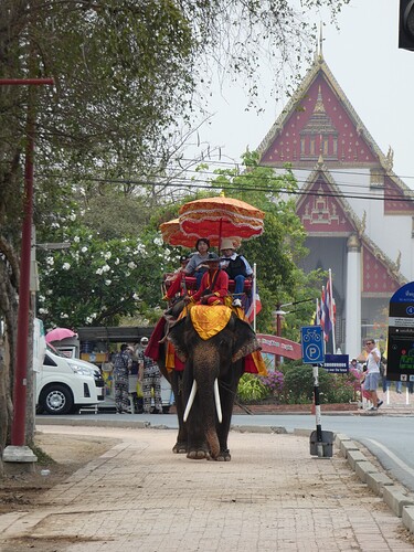 Balade à éléphant