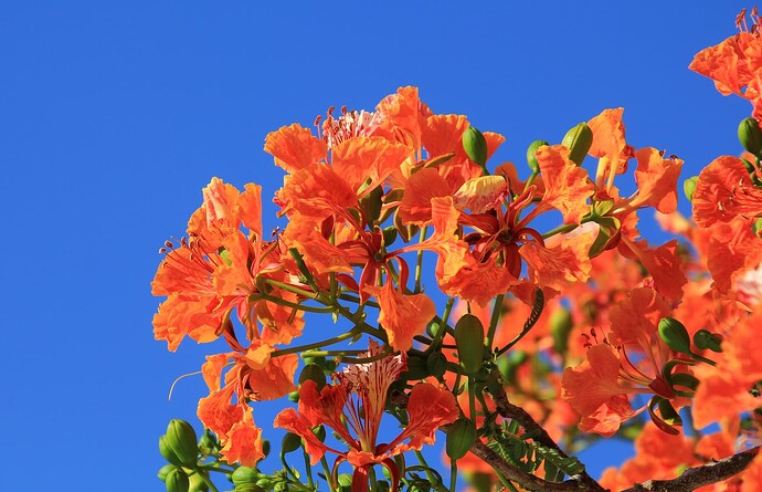 Flamboyant en fleur