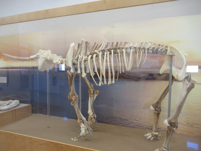 Musée des éléphants