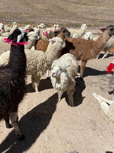 Lamas et Alpagas Colca