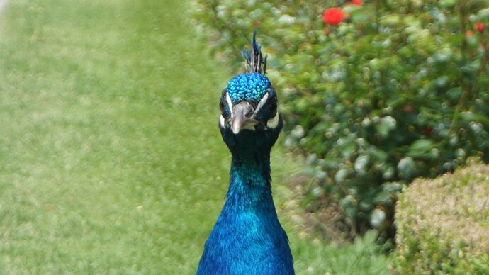 781