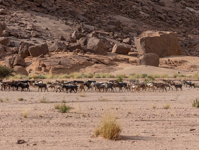 Les paysages en revenant vers Djanet