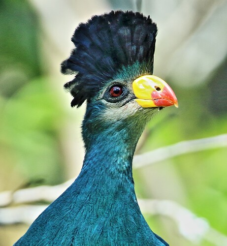 touraco portrait