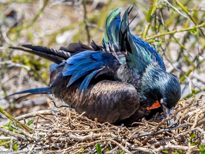 12 jours aux Îles Galápagos en autonomie, c'est vraiment merveilleux! - un-tuk-tuk-pour-deux