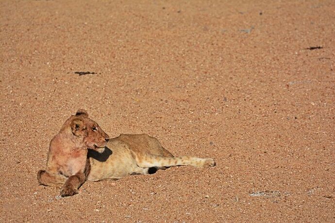 safari dans le Kgalagadi transfrontier park et le kruger national park - marsouin59