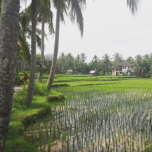 Roadtrip de 3 semaines - Bali, Lombok et Gili - RoxaNDCo