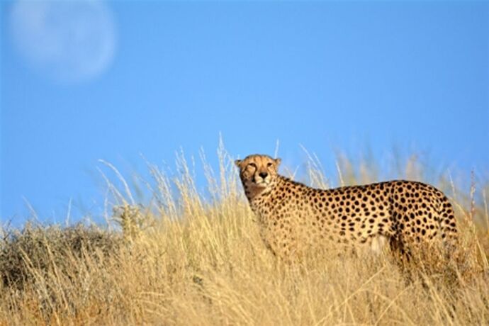 safari dans le Kgalagadi transfrontier park et le kruger national park - marsouin59