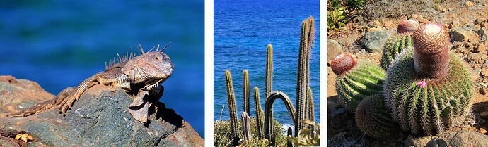 Iguane et cactus