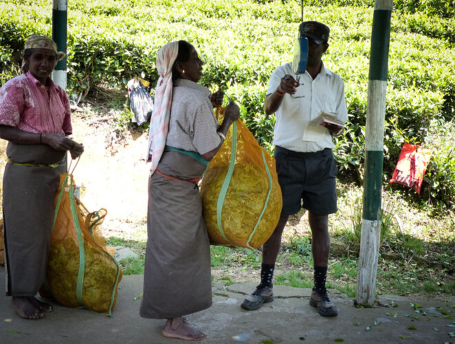 Ayubowan, Sri Lanka - rosie31 Ayubowan, Sri Lanka - rosie31