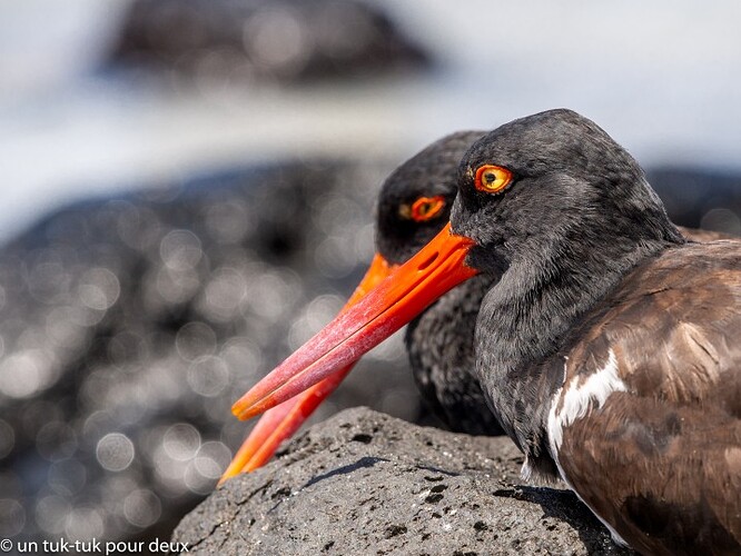 12 jours aux Îles Galápagos en autonomie, c'est vraiment merveilleux! - un-tuk-tuk-pour-deux