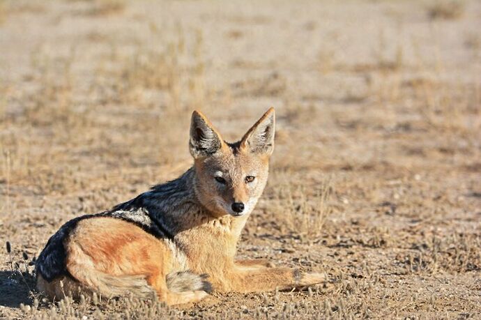 safari dans le Kgalagadi transfrontier park et le kruger national park - marsouin59