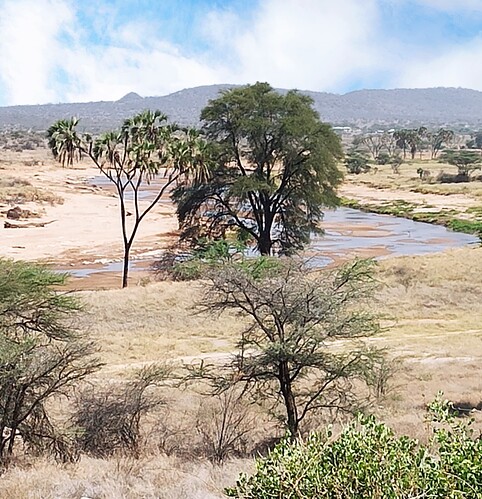 Parc de Buffalo Springs