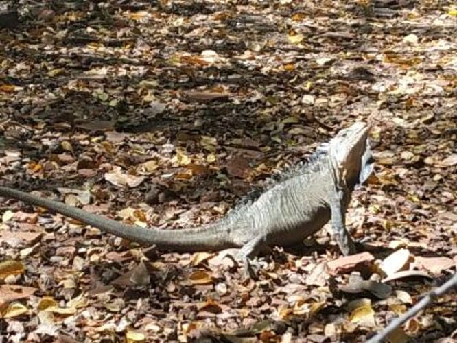 REtour de 10 jours en Martinique du 24 février au 4 mars 2020 - Gini78