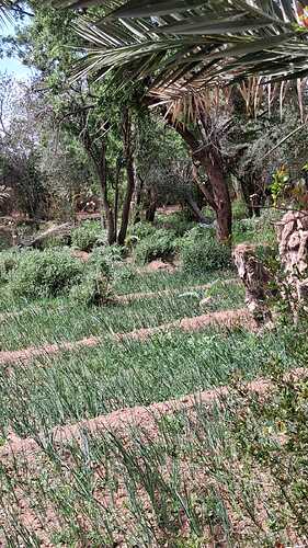IMG-20260318-WA0011