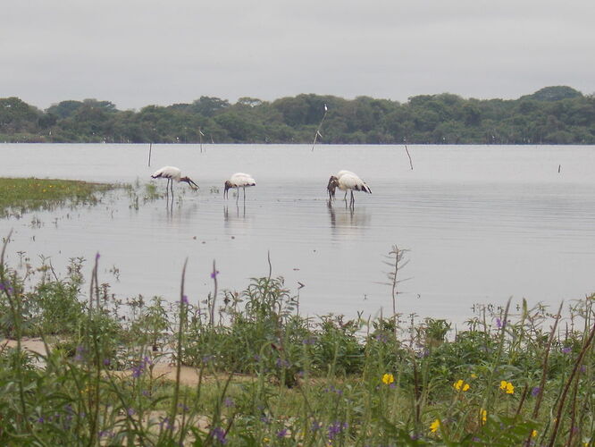 En passant par Palenque - 3 jours de camping au Chiapas (Mexique) - Aymee