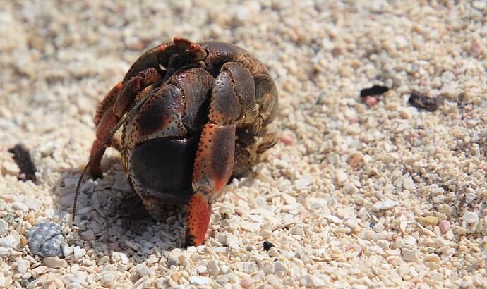 Coquillage