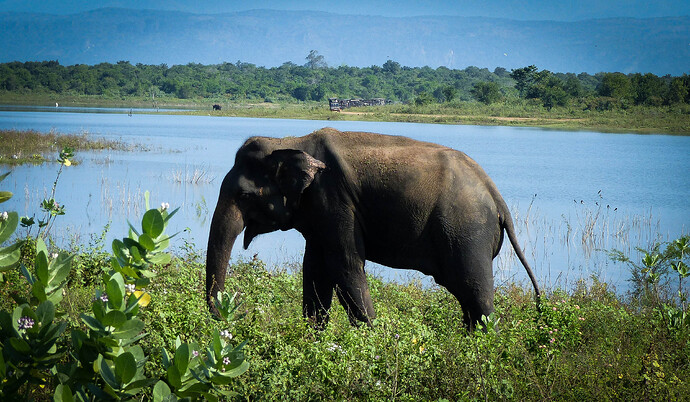 Ayubowan, Sri Lanka - rosie31 Ayubowan, Sri Lanka - rosie31
