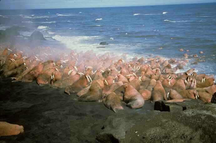 Walruses_large_marine_mammals_on_the_beach_and_in_water
