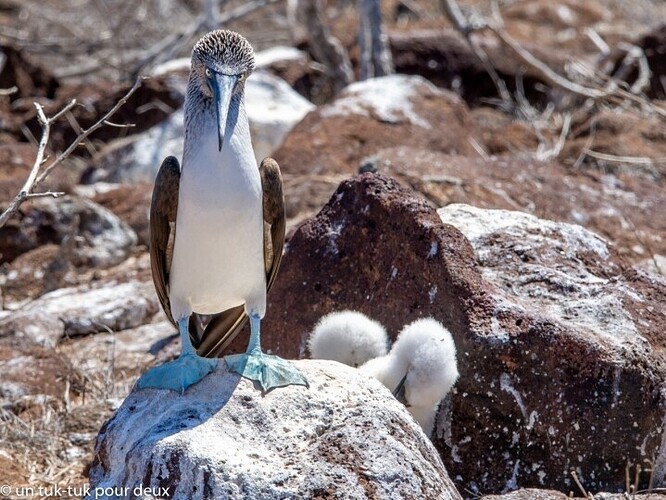 12 jours aux Îles Galápagos en autonomie, c'est vraiment merveilleux! - un-tuk-tuk-pour-deux