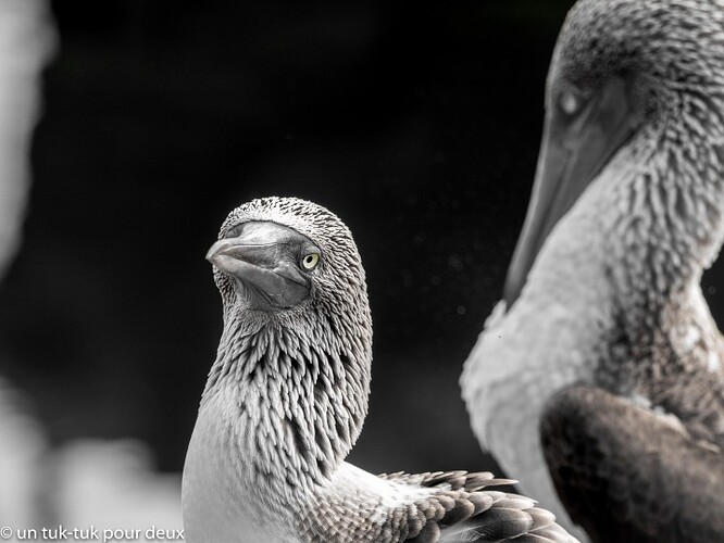 12 jours aux Îles Galápagos en autonomie, c'est vraiment merveilleux! - un-tuk-tuk-pour-deux