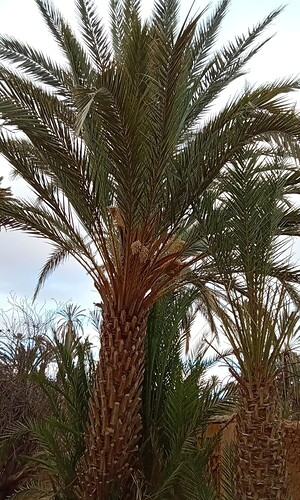 IMG-20250420-WA0012