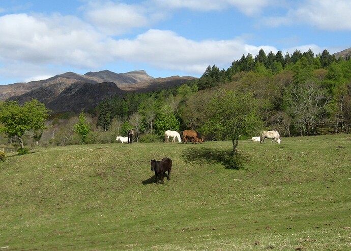 Ecosse (330)letterewe