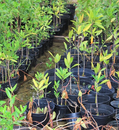 Plants de palétuiviers