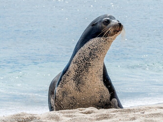 12 jours aux Îles Galápagos en autonomie, c'est vraiment merveilleux! - un-tuk-tuk-pour-deux