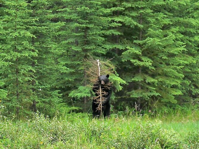 L'Ouest canadien à pleins poumons: épisode 1, les Rocheuses et la chaîne Alberta - fabienne65