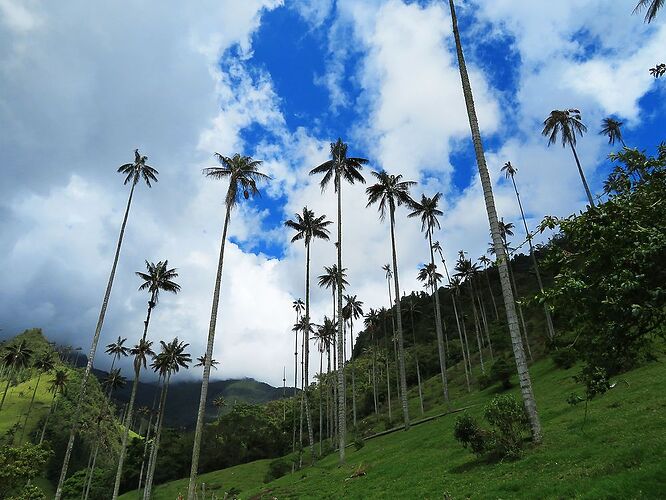 Carnet de voyage en Colombie (2/3) : Medellin et la vallée du Quindio - Kikisbackpackingtour Carnet de voyage en Colombie (2/3) : Medellin et la vallée du Quindio - Kikisbackpackingtour