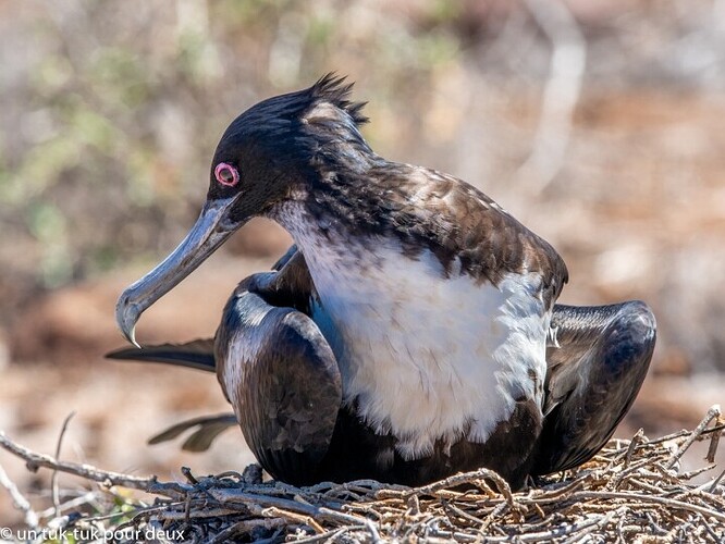 12 jours aux Îles Galápagos en autonomie, c'est vraiment merveilleux! - un-tuk-tuk-pour-deux